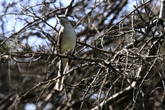 Pericrocotus cantonensis