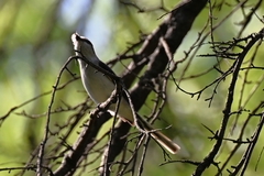 Pericrocotus cantonensis