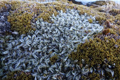 Anisotome imbricata