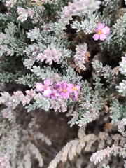 Frankenia thymifolia