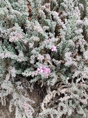 Frankenia thymifolia