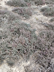 Frankenia thymifolia