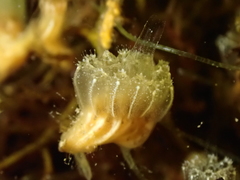 Aplidium turbinatum
