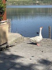 Anser anser domesticus