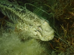 Gobius ophiocephalus