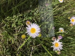 Erigeron decumbens