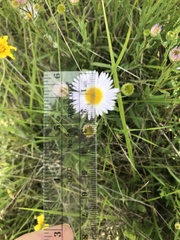 Erigeron decumbens
