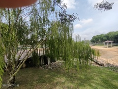 Leptospermum brachyandrum