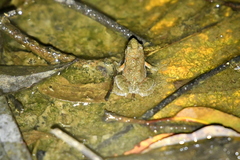 Crinia parinsignifera