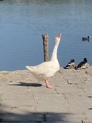 Anser anser domesticus