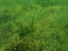 Zostera noltei