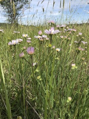 Erigeron decumbens