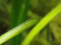 Zostera noltei