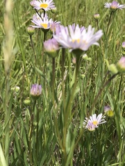 Erigeron decumbens