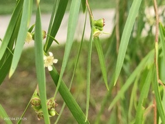 Leptospermum brachyandrum