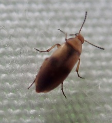 Anaspis maculata