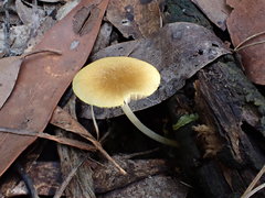 Pluteus hubregtseorum
