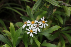 Brachyglottis kirkii