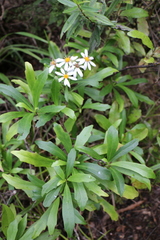 Brachyglottis kirkii