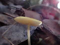 Pluteus hubregtseorum