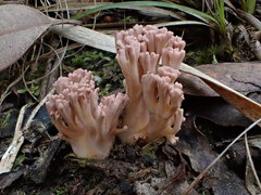 Ramaria botrytoides