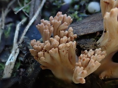 Ramaria botrytoides