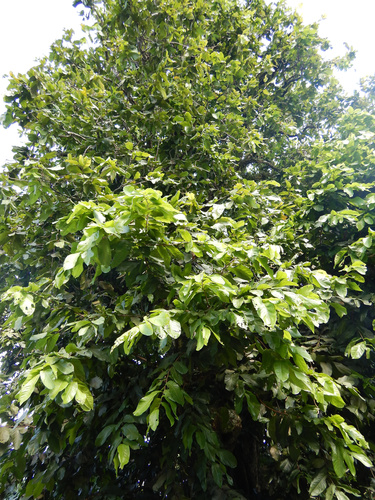 Inocarpus fagifer