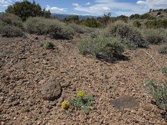 Lomatium foeniculaceum fimbriatum