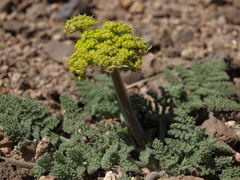 Lomatium foeniculaceum fimbriatum