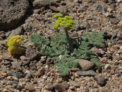 Lomatium foeniculaceum fimbriatum