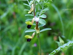 Vicia melanops