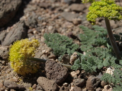Lomatium foeniculaceum fimbriatum