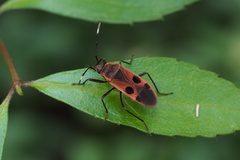 Physopelta parviceps