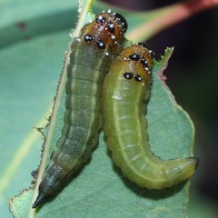 Lophyrotoma interrupta
