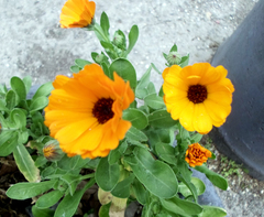 Calendula