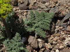 Lomatium foeniculaceum fimbriatum