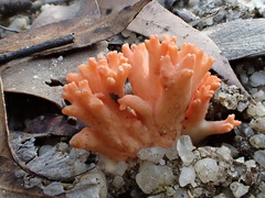 Ramaria anziana