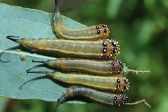 Lophyrotoma interrupta