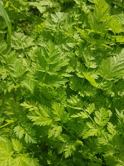 Anthriscus cerefolium