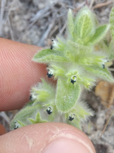 Hairy ironwort (Sideritis lanata)