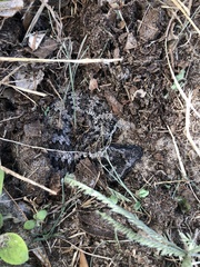 Acanthophis antarcticus