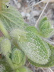 Sideritis lanata