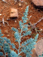 Asparagus glaucus