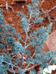 Asparagus glaucus
