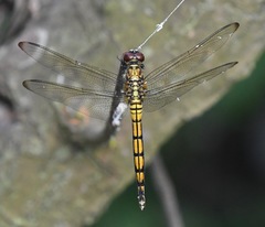Orthetrum poecilops
