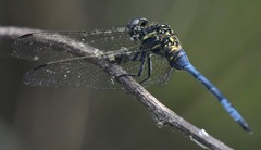 Orthetrum poecilops