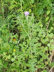 Galactites tomentosus