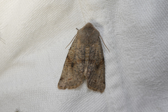 Orthosia incerta