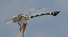 Ictinogomphus pertinax