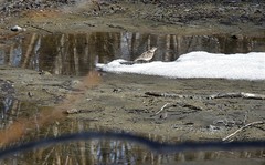 Alauda arvensis pekinensis